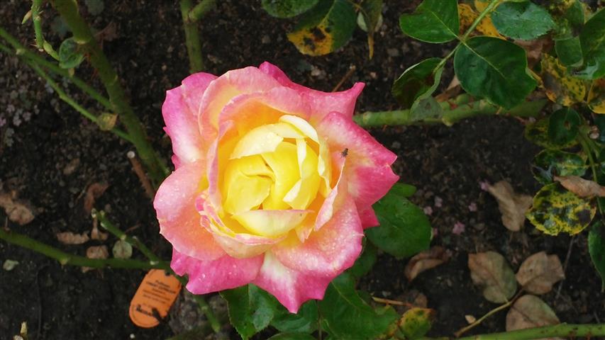 Rosa spp plantplacesimage20141012_150305.jpg