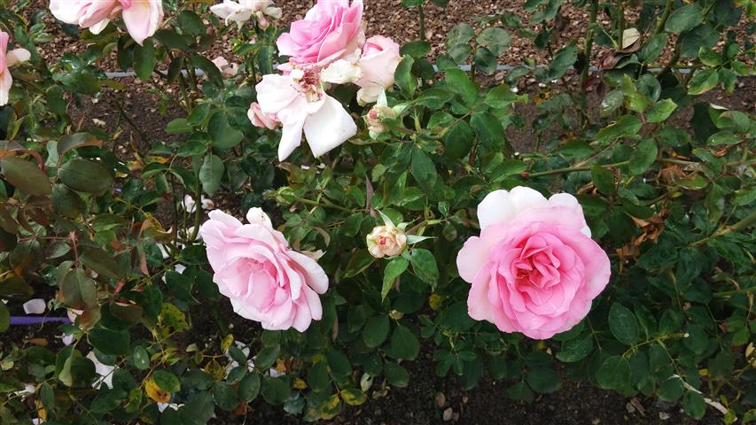 Rosa spp plantplacesimage20141012_150541.jpg