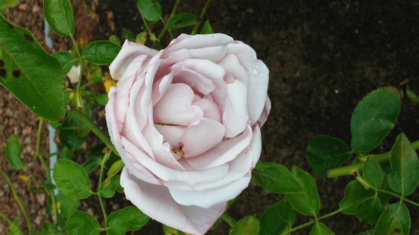 Rosa spp plantplacesimage20141012_150722.jpg