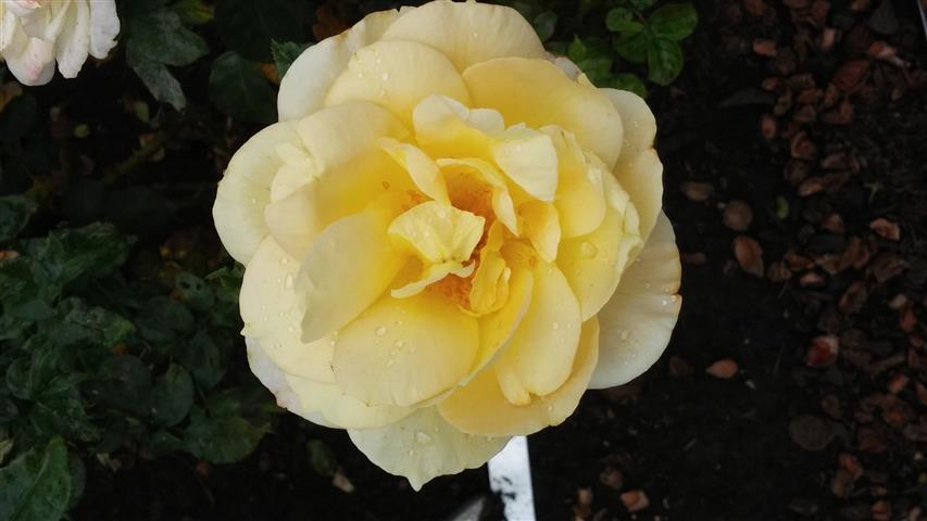 Rosa spp plantplacesimage20141012_151259.jpg