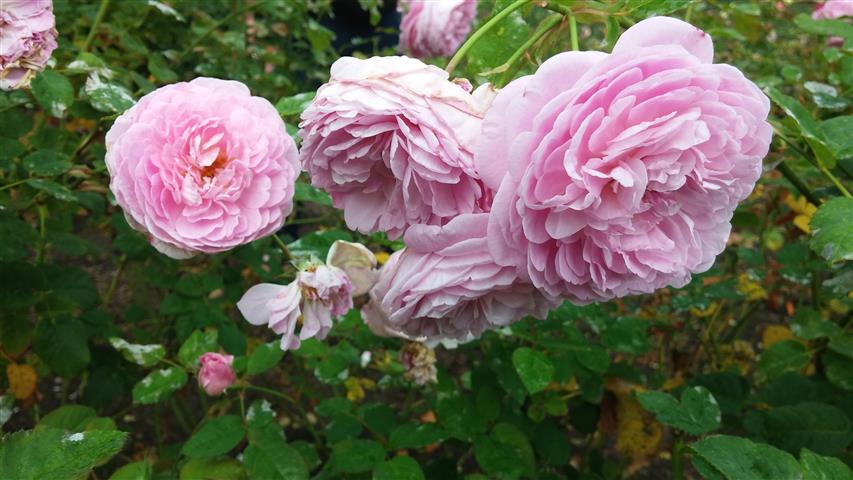 Rosa spp plantplacesimage20141012_152106.jpg
