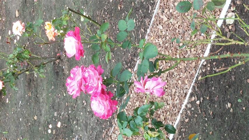Rosa spp plantplacesimage20141012_152641.jpg