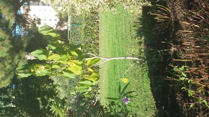 Asimina triloba plantplacesimage20141014_101050.jpg