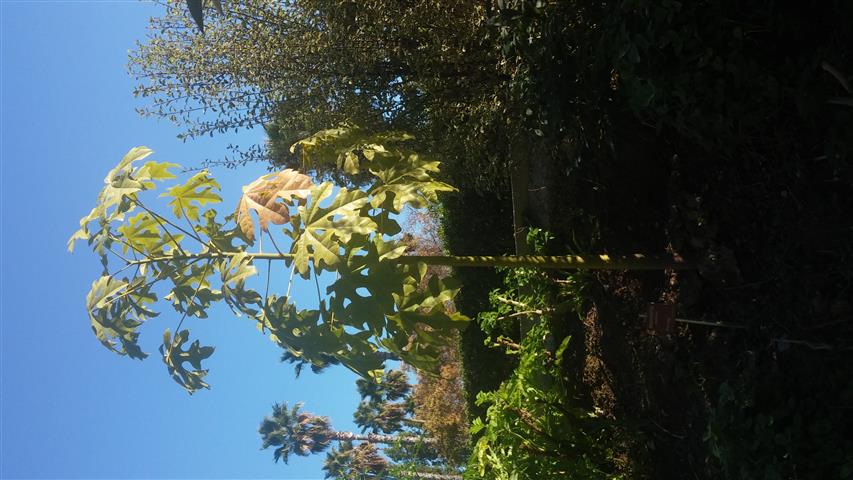 Brachychiton acerifolius plantplacesimage20141014_101727.jpg