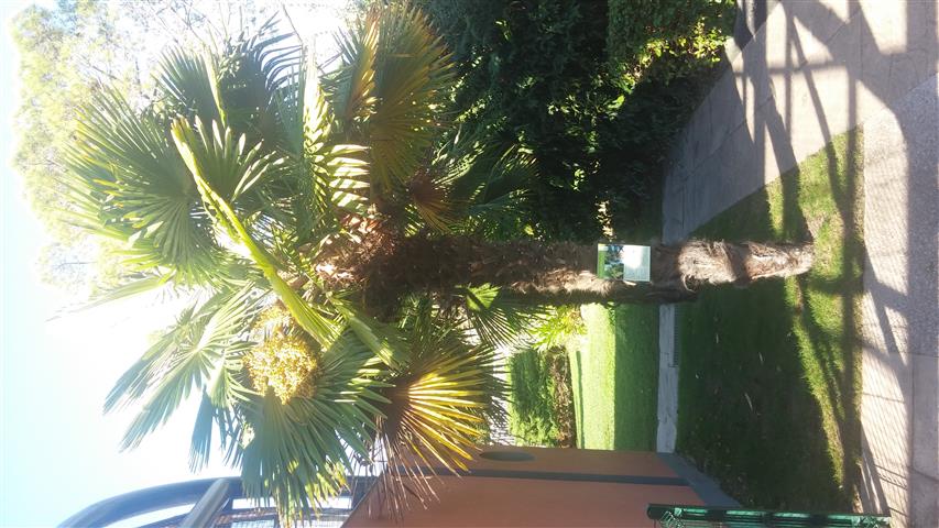 Trachycarpus fortunei plantplacesimage20141014_104922.jpg