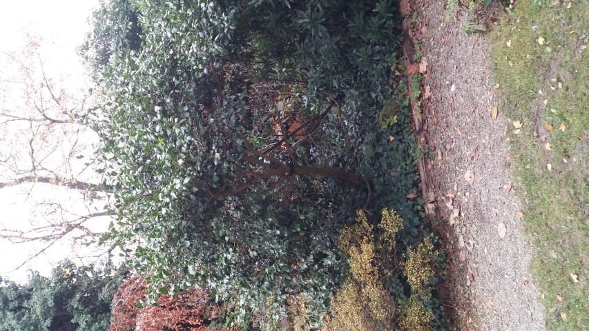 Camellia japonica plantplacesimage20141121_130105.jpg