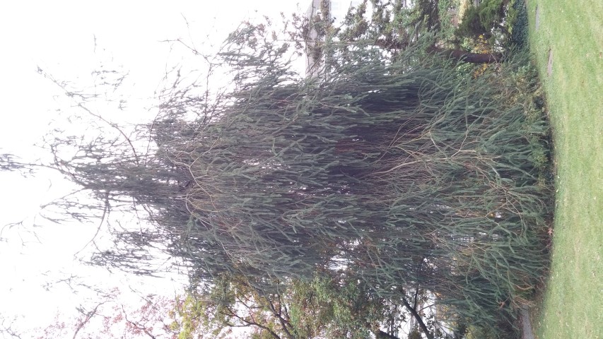 Picea abies plantplacesimage20141121_135231.jpg