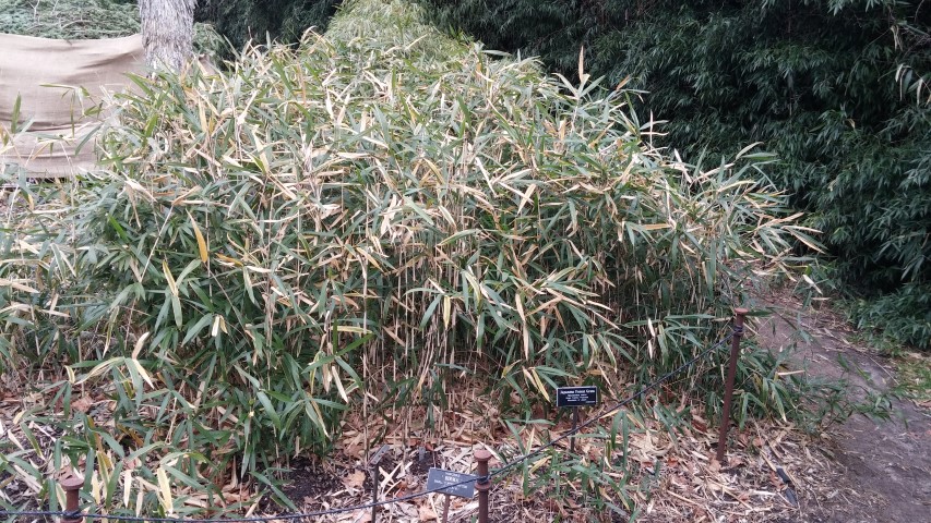 Hakonechloa macra plantplacesimage20141220_115957.jpg