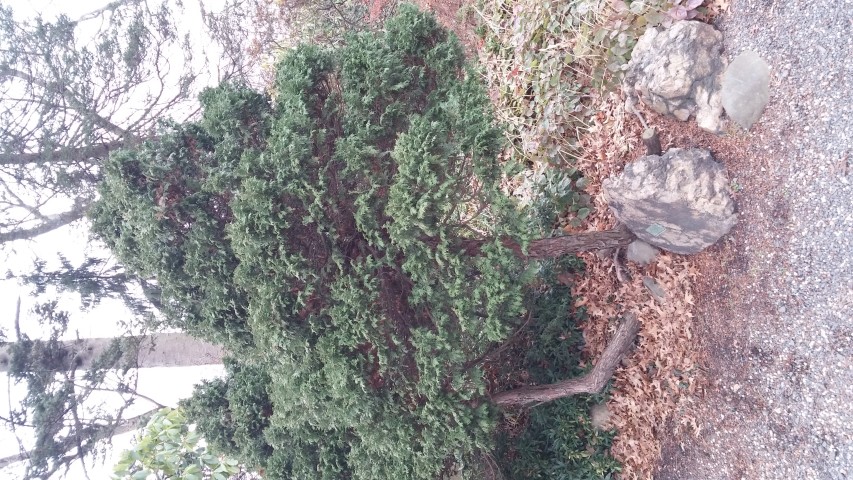 Chamaecyparis obtusa plantplacesimage20141220_120259.jpg