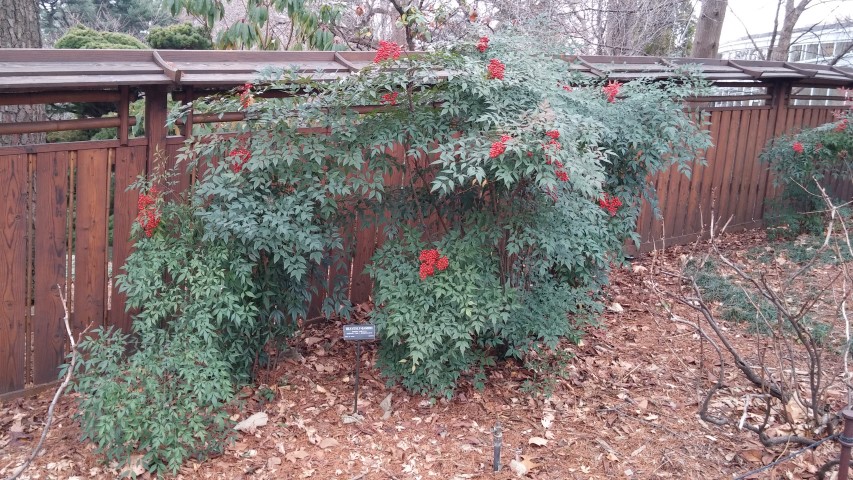 Nandina domestica plantplacesimage20141220_133030.jpg
