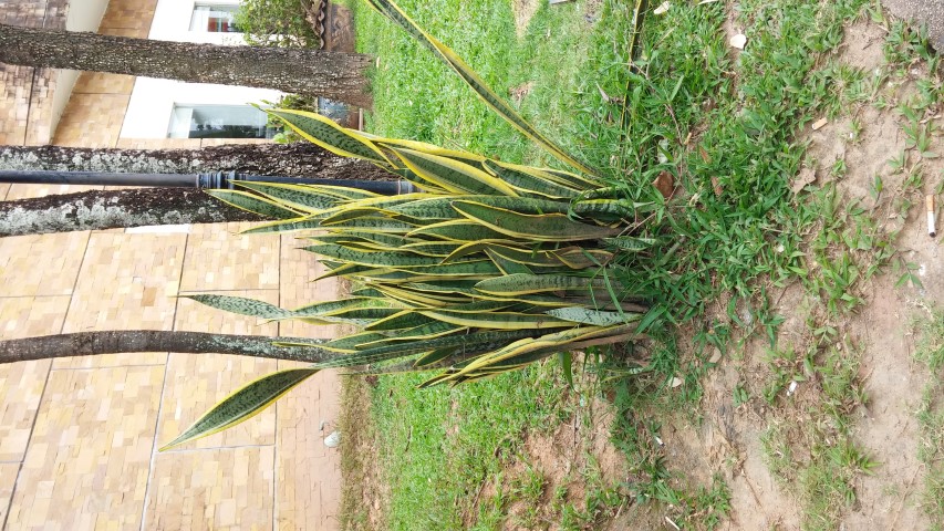 Sansevieria trifasciata plantplacesimage20141230_045416.jpg
