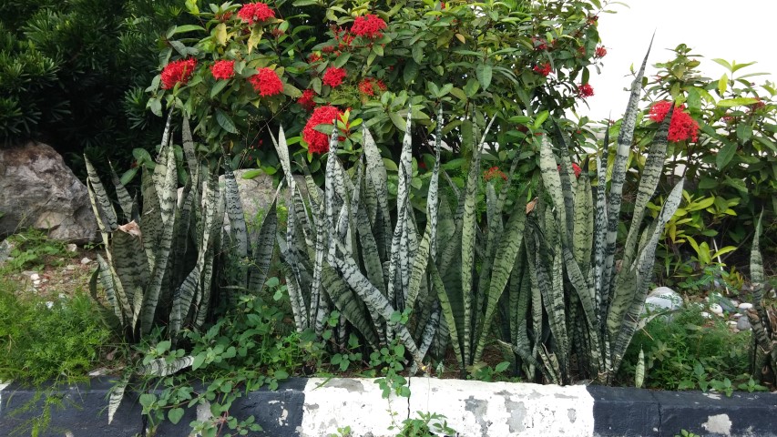 Sansevieria trifasciata plantplacesimage20150104_170738.jpg