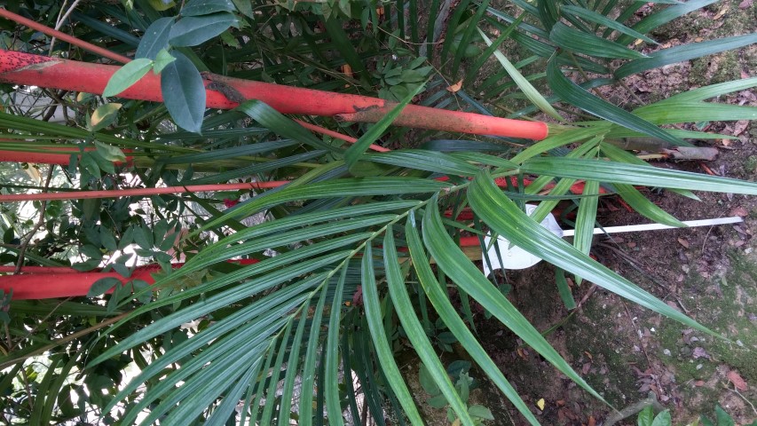 Cyrtostachys renda plantplacesimage20150105_124450.jpg