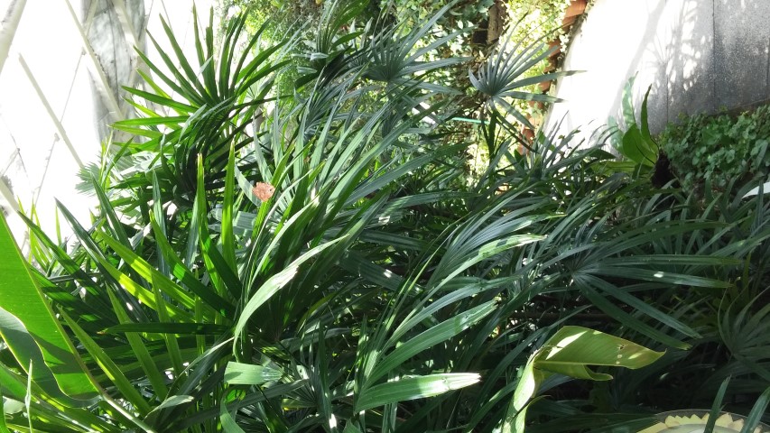 Rhapis excelsa plantplacesimage20150105_125910.jpg