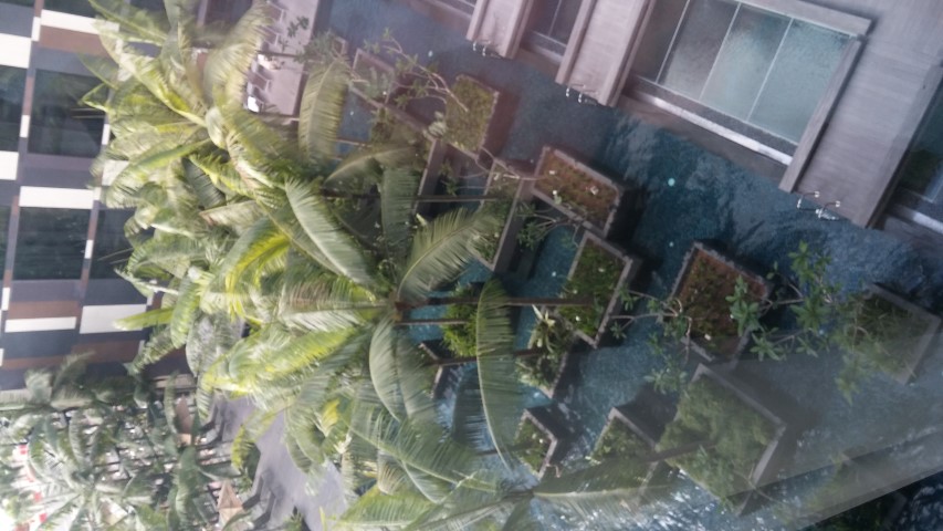 Sansevieria trifasciata plantplacesimage20150108_102306.jpg