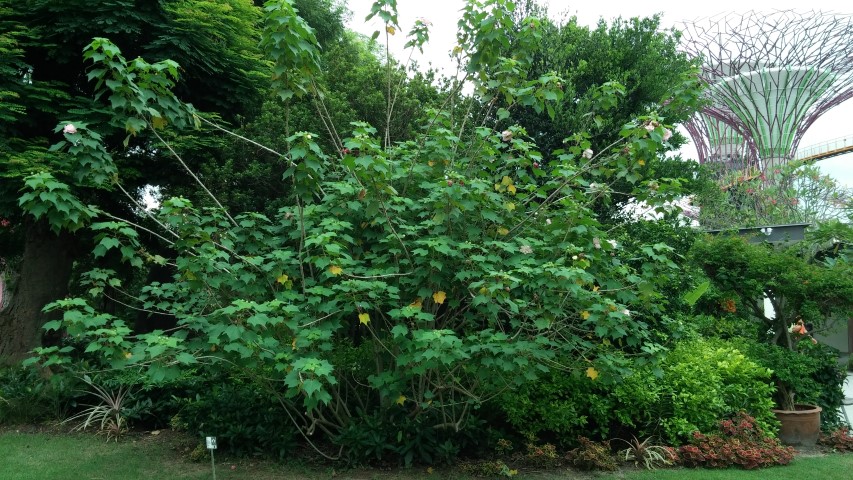 Hibiscus mutabilis plantplacesimage20150108_133220.jpg