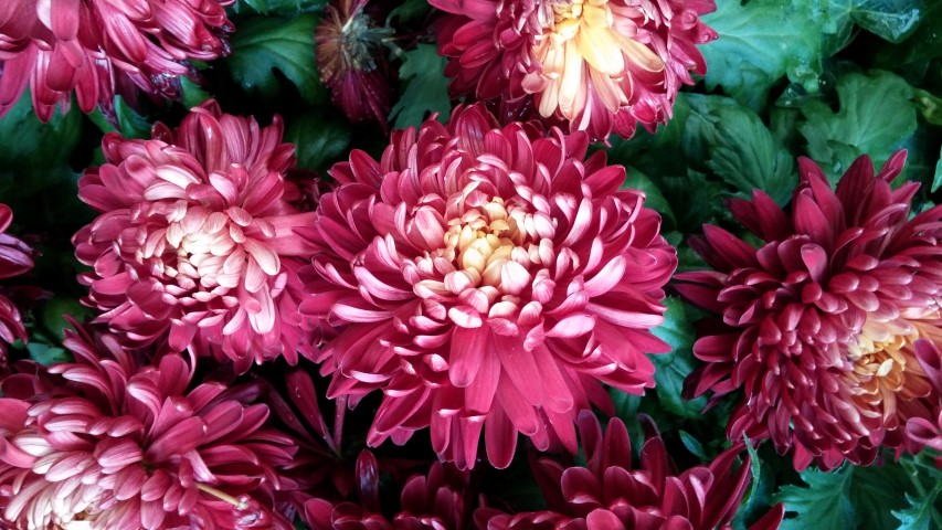 Glebionis coronarium plantplacesimage20150213_103314.jpg