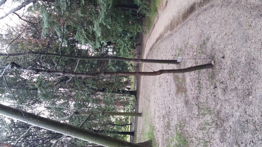 Aesculus austrina plantplacesimage20150222_102651.jpg