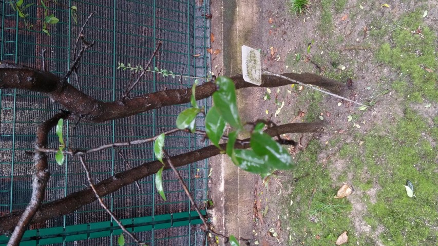 Pyracantha coccinea plantplacesimage20150222_102827.jpg