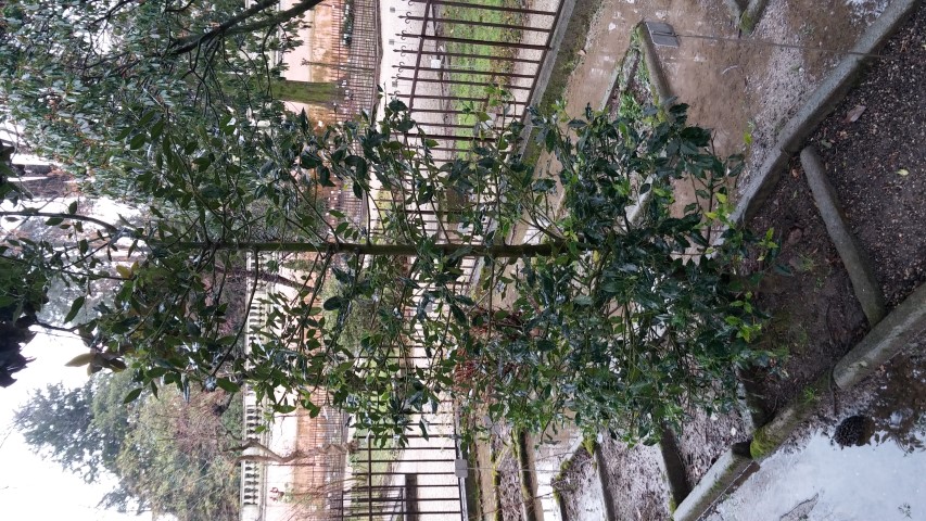 Ilex perado plantplacesimage20150222_104311.jpg
