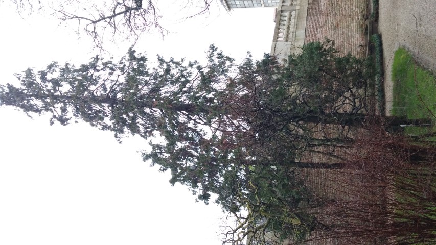 Chamaecyparis lawsoniana plantplacesimage20150222_105602.jpg