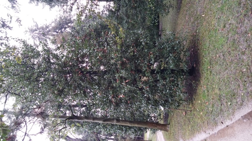 Ilex aquifolium plantplacesimage20150222_111712.jpg