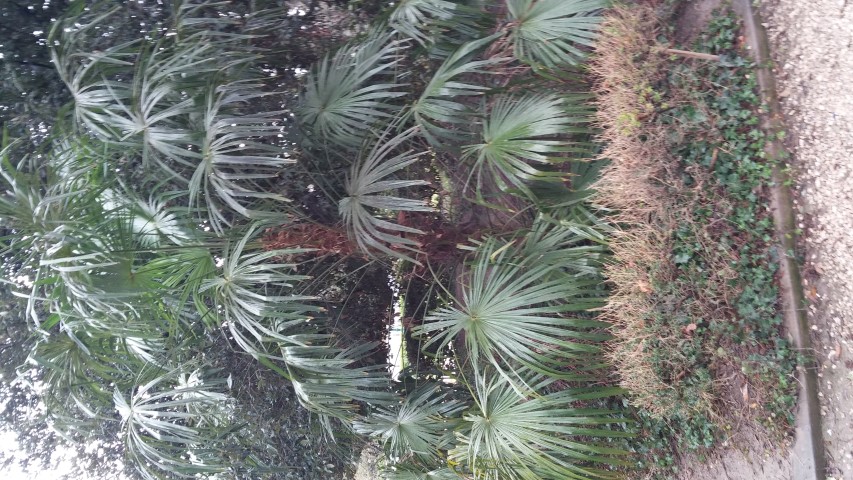 Rhapis excelsa plantplacesimage20150222_125430.jpg