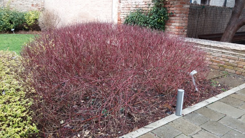 Cornus alba plantplacesimage20150222_150507.jpg