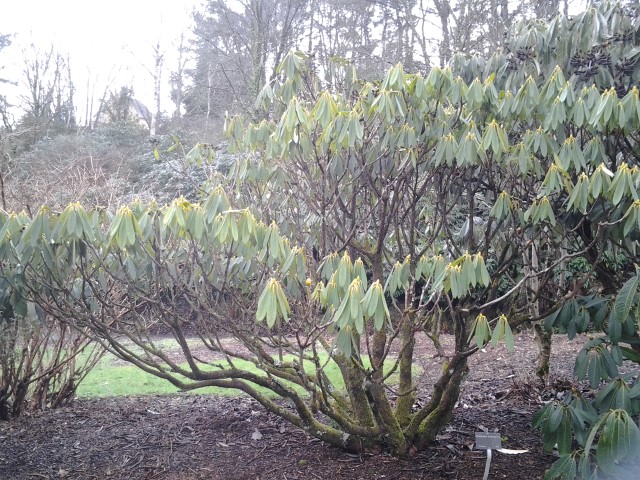 Picture of Rhododendron floribundun  