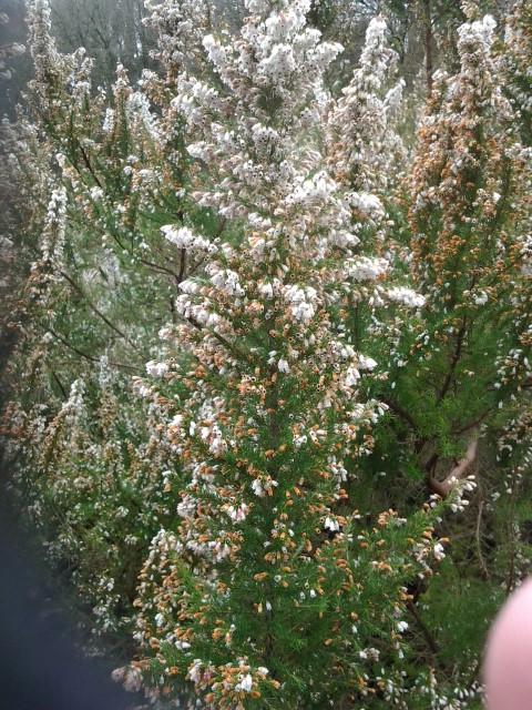 Picture of Erica lusitaica Rudolphi 