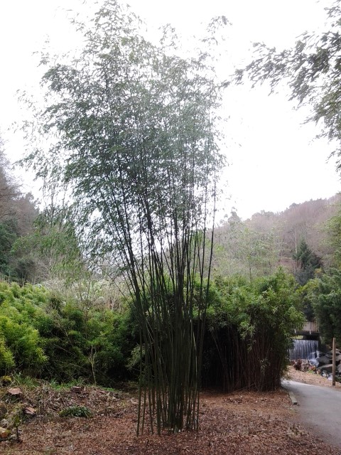 Picture of Phyllostachys flexuosa  