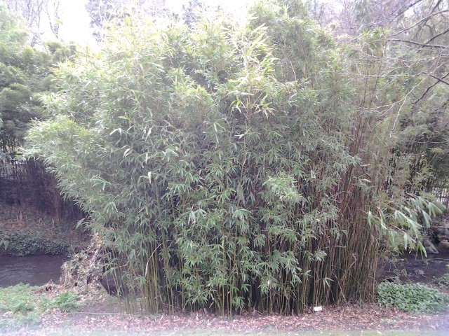 Picture of Phyllostachys bambii  