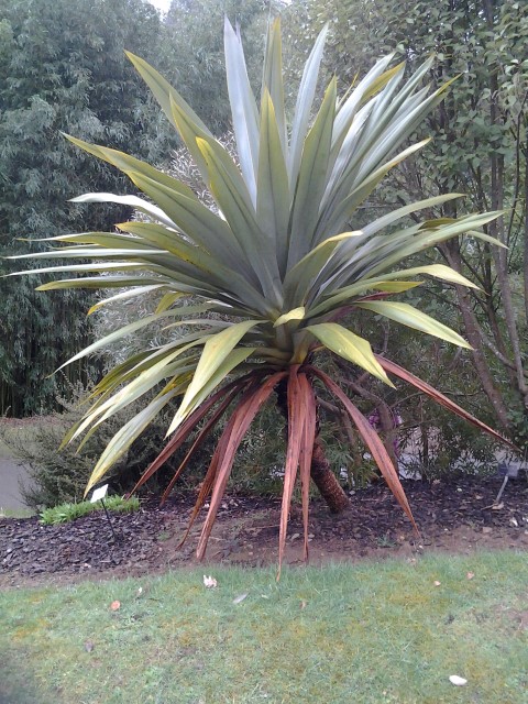 Picture of Cordyline indivisia  