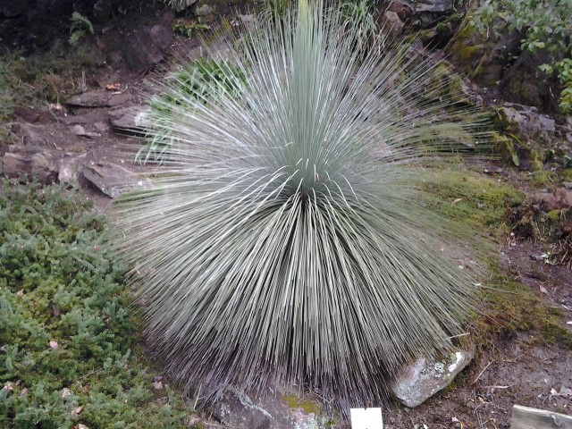 Picture of Cordyline indivisia  