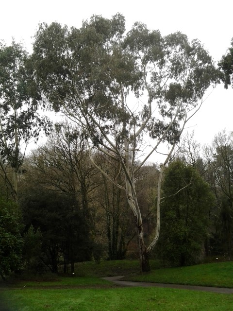 Picture of Eucalyptus viminalis  