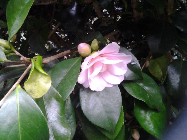 Picture of Camellia japonica fleur de pecher 