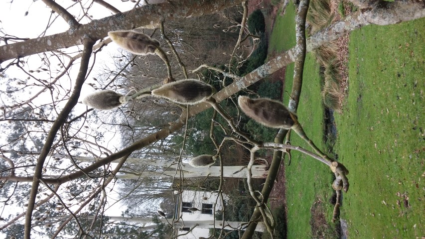 Magnolia campbelii plantplacesimage20150301_115800.jpg