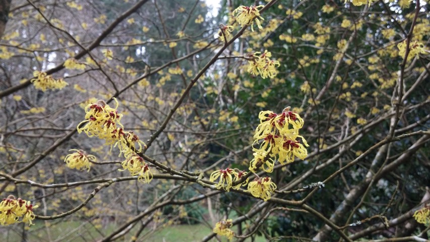 Hamamelis mollis plantplacesimage20150301_122332.jpg