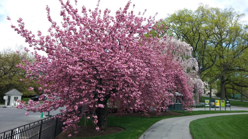 Prunus sp. plantplacesimage20150501_150306.jpg