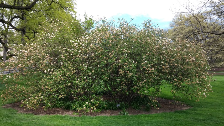 Viburnum x burkwoodii plantplacesimage20150501_150800.jpg