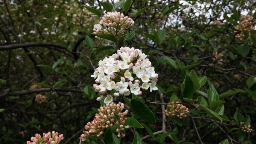 Viburnum x burkwoodii plantplacesimage20150501_150815.jpg