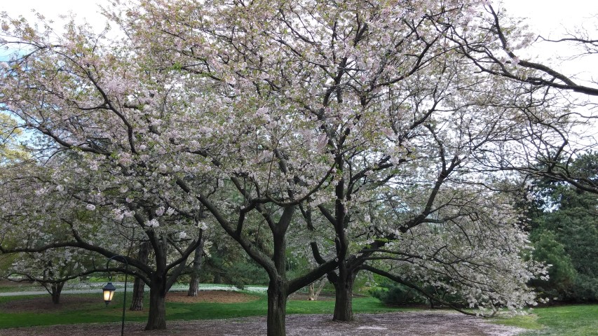 Prunus x yedoensis plantplacesimage20150501_151414.jpg