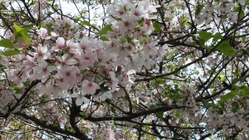 Prunus x yedoensis plantplacesimage20150501_151454.jpg