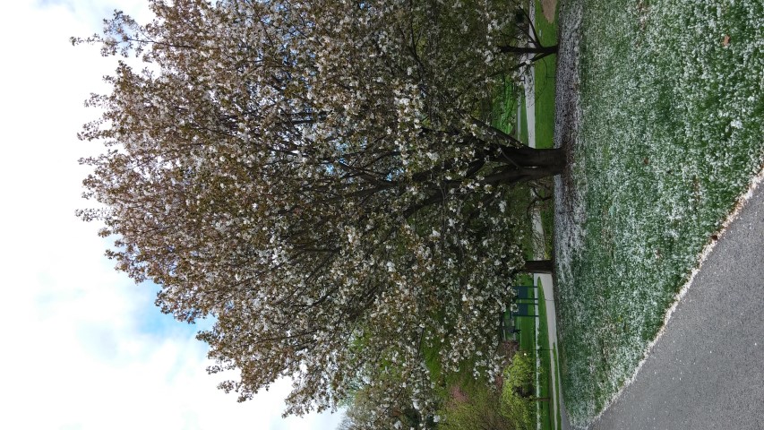 Prunus sp. plantplacesimage20150501_151731.jpg