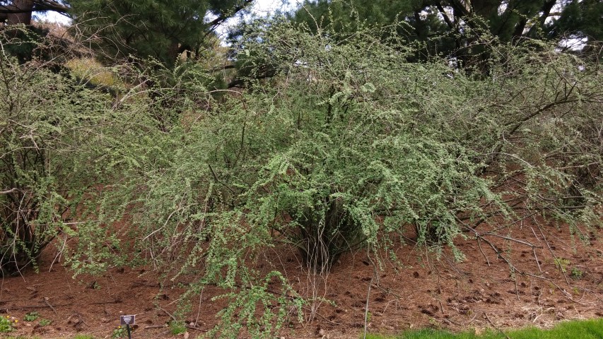 Cotoneaster dielsianus plantplacesimage20150501_151945.jpg