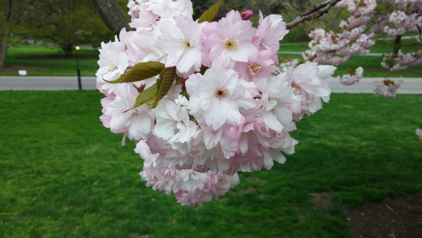 Prunus sp. plantplacesimage20150501_152407.jpg