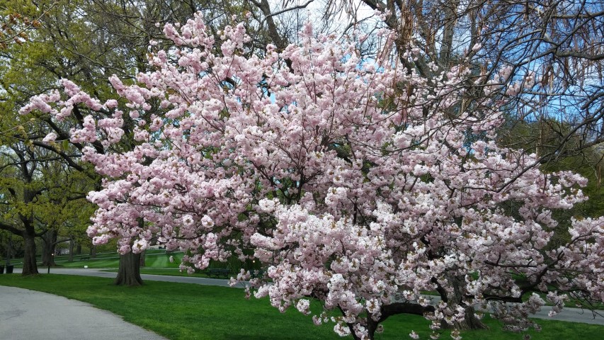 Prunus sp. plantplacesimage20150501_152438.jpg
