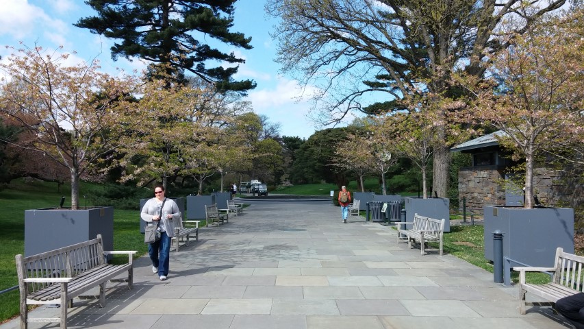 Prunus x yedoensis plantplacesimage20150501_154618.jpg