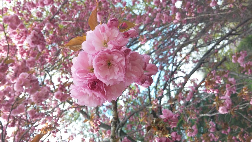 Prunus sp. plantplacesimage20150501_155122.jpg