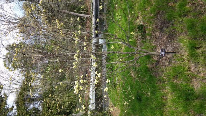 Cornus florida plantplacesimage20150501_155822.jpg